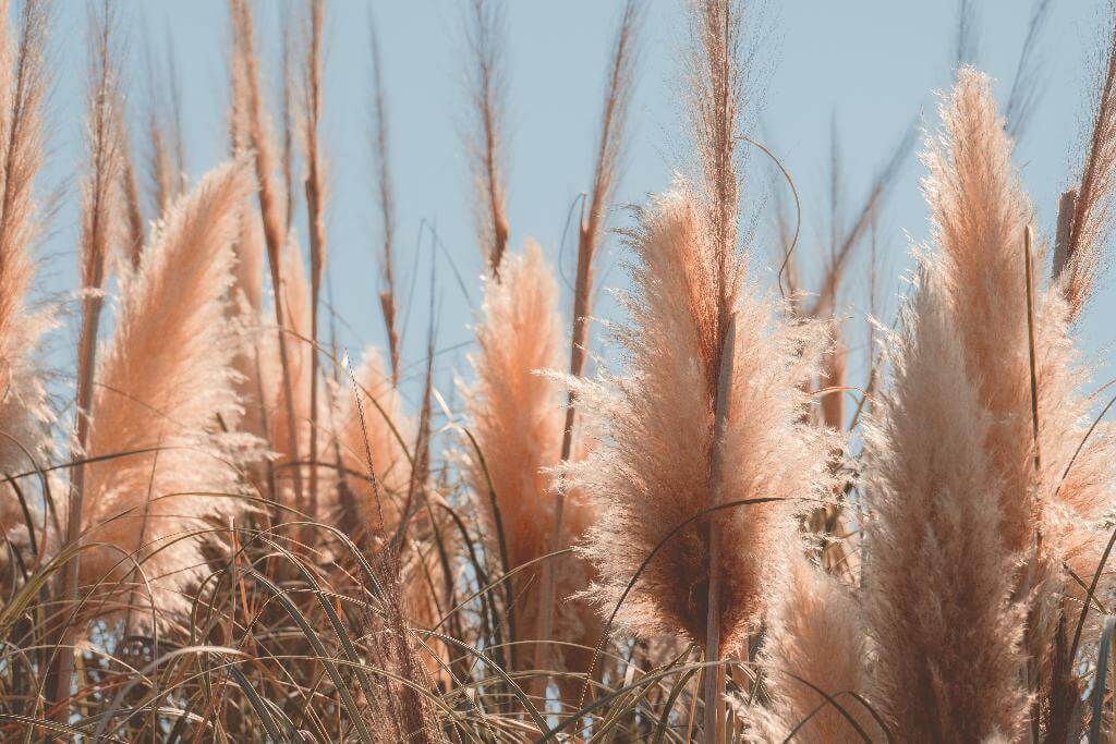 pampas grass